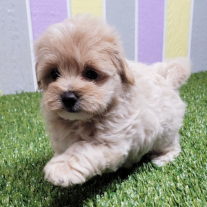 Maltipoo Puppy Olivia