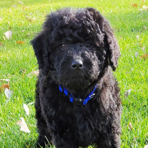Goldendoodle Puppy Jinx