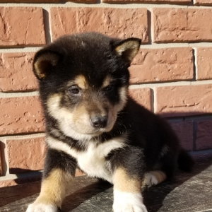 Shiba Inu Puppy Bear