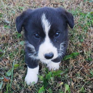 Cardigan Welsh Corgi Puppy Walter