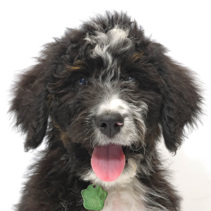 Bernedoodle Puppy Ascher