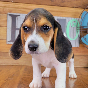 Beagle Puppy Pongo