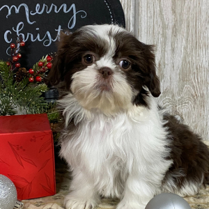 Shih Tzu Puppy Ranae