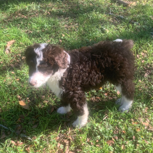 Aussiedoodle Puppy Fizzy