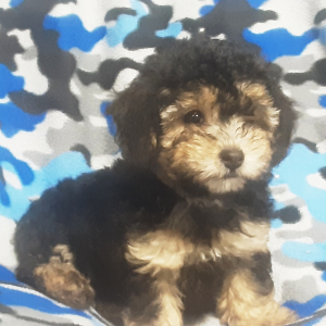 Poodle Puppy Shadow