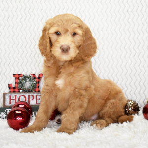 Goldendoodle Puppy Kaya