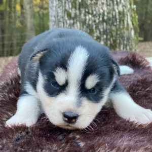 Pomsky Puppy Clover