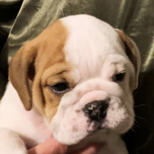 Bulldog Puppy Haus