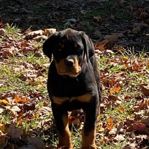 Rottweiler Puppy Bruiser