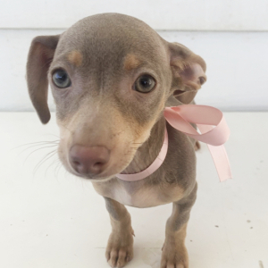 Chipin Puppy Lilly