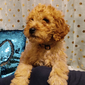Labradoodle Puppy Cinnamon