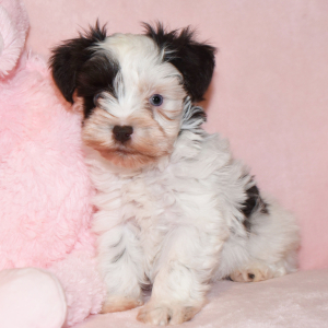 Miniature Schnauzer Puppy Misty