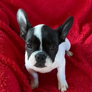French Bulldog Puppy Missy