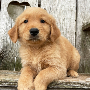 Golden Retriever Puppy Aaron