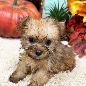 Yorkshire Terrier Puppy Goldie