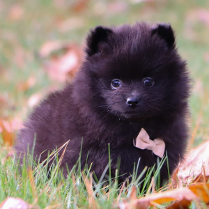Pomeranian Puppy Rylan