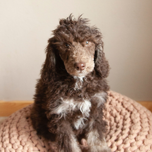 Poodle Puppy Ferris
