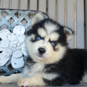 Pomsky Puppy Fergus
