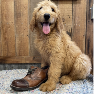 Goldendoodle Puppy Halliwell