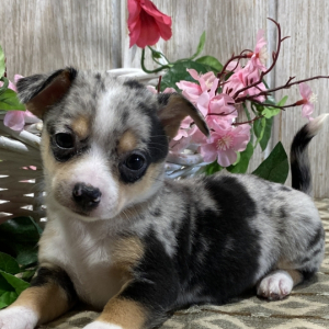 Chihuahua Puppy Janna