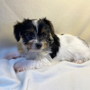 Yorkshire Terrier Puppy Bash