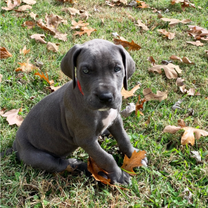 Great Dane Puppy Teddy Bear