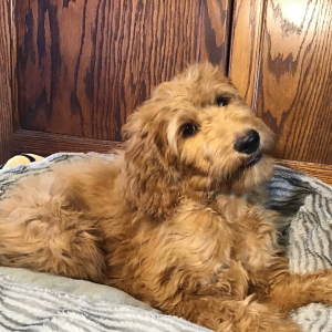 Goldendoodle Puppy Happy