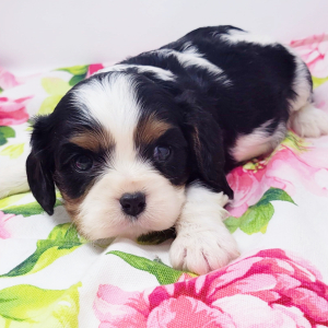 Cavalier King Charles Spaniel Puppy Trooper