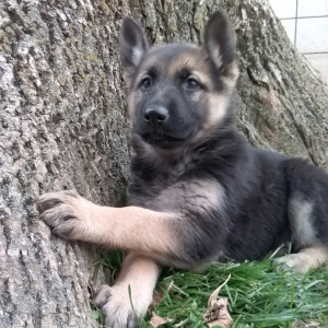 German Shepherd Dog Puppy Lexi