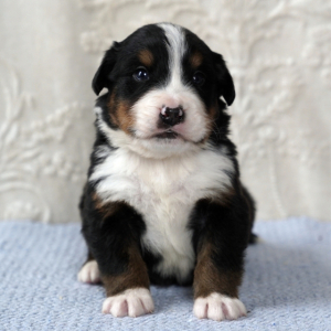 Bernese Mountain Dog Puppy Ozzy