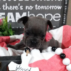 French Bulldog Puppy Martha