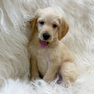 Labradoodle Puppy Boaz