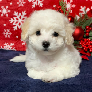 Maltipoo Puppy Dexter