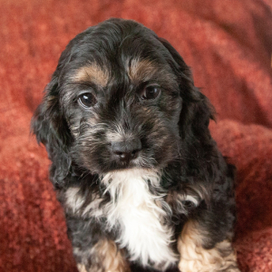 Cockapoo Puppy Zachary