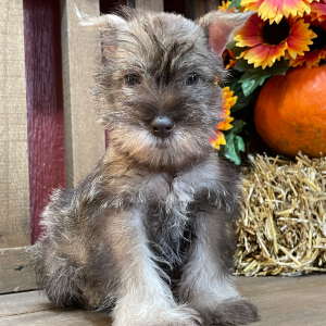 Miniature Schnauzer Puppy George