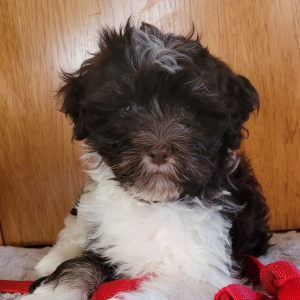 Havanese Puppy Brady