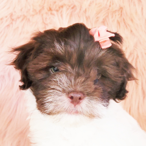 Havanese Puppy Darcy