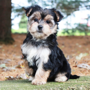 Morkie Puppy Jane