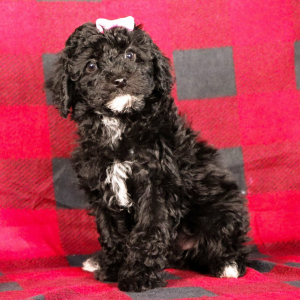 Poodle Puppy Nancy