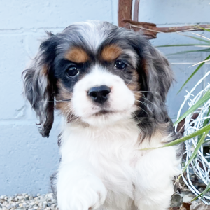 Cocker Spaniel Puppy Toby