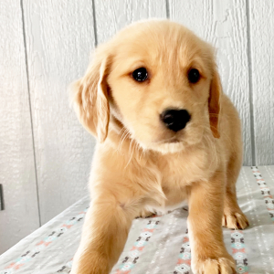 Golden Retriever Puppy Georgia
