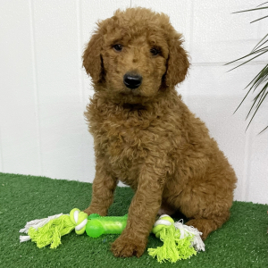 Goldendoodle Puppy Ryan