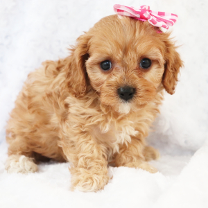 Cavapoo Puppy Amelia