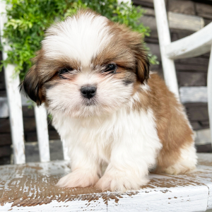 Shih Tzu Puppy Lyle