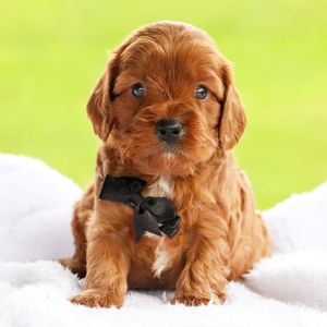 Cavapoo Puppy Julian