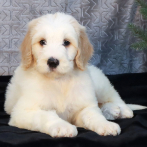 Goldendoodle Puppy Vann