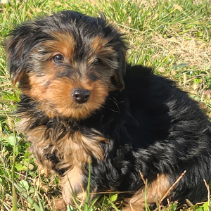 Yorkshire Terrier Puppy Max