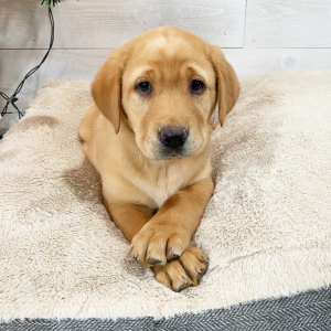 Labrador Retriever Puppy Camo