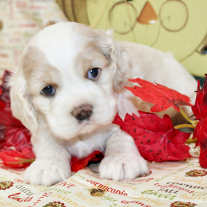 Cocker Spaniel Puppy Pippin