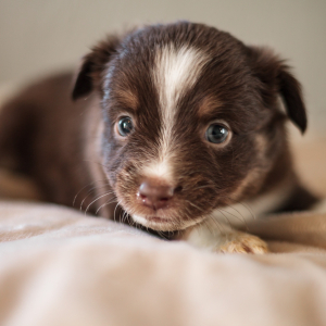Miniature American Shepherd Puppy Sophie
